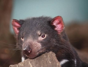 Bonorong Tasmanian Devil
